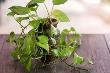 செல்வத்தை பெருக்கும் Money Plant காய்ந்து போகுதா? இத செய்து பாருங்க