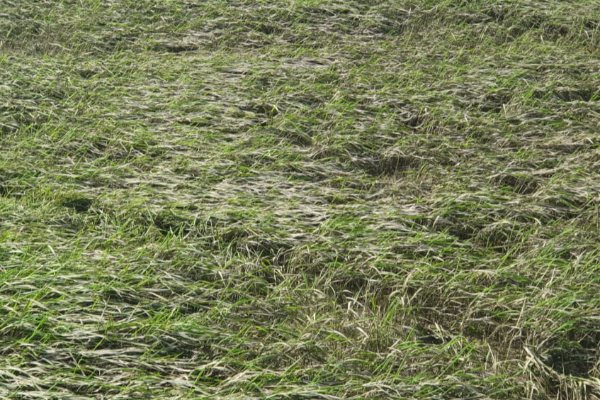 முற்றுமுழுதாக பாதிப்படைந்துள்ள மட்டக்களப்பின் விவசாய நிலங்கள் | Batticaloa Agricultural Lands Completely Affected