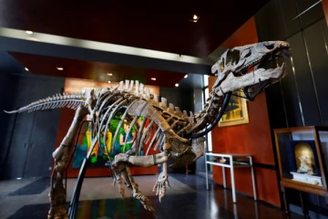 பாரிஸில் ஏலத்திற்கு வரும் டைனோசர் எலும்புக்கூடு: 11 கோடிக்கு ஏலம் போகும் என எதிர்பார்ப்பு