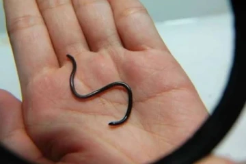 உலகின் மிகச்சிறிய பாம்பு எது தெரியுமா? அதன் நீளம் எவ்வளவு