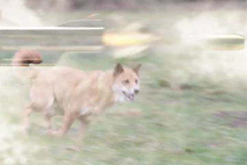 රාජ්‍ය අමාත්‍ය ලොහාන් රත්වත්ත දෙසට දිව ආ සුනඛයෙකු වෙඩි තබා ඝාතනය කරයි