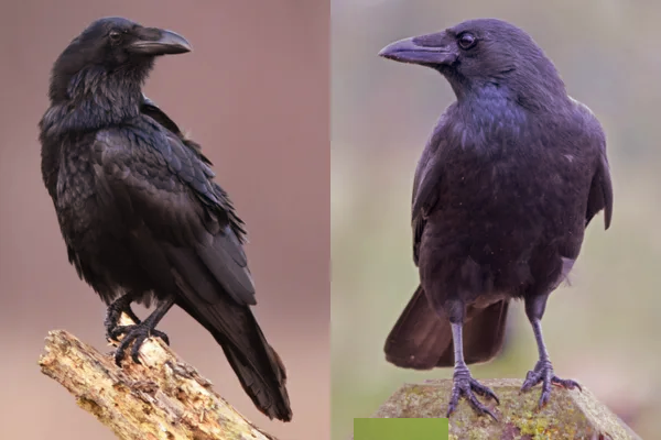 வெளிநாட்டு காகங்கள் பேசுமா? பின்னணி காரணம் இதோ | Crow Vs Raven The Differences Full Details