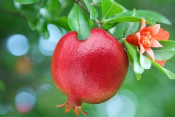 மாதுளை இலையில் கொட்டிக்கிடக்கும் ஏராளமான நன்மைகள் - என்னென்ன தெரியுமா?