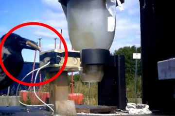 ஐரோப்பிய நாடொன்றில்  சிகெரெட் துண்டுகளை பொறுக்கும் காகங்கள்!