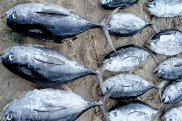 இலங்கையில் கிழக்கு மீனவர்களுக்கு அடித்த அதிர்ஷ்டம்! | Lucky For The Eastern Fishermen In Sri Lanka