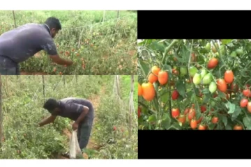 அதிக லாபமீட்டி வந்த செர்ரி வகை தக்காளி : கொரோனா ஊரடங்கால் வீணாகி வரும் அவலம்!