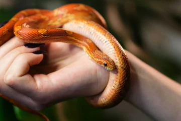 கால்சட்டைக்குள் 60 பாம்புகளை வைத்து கடத்திய நபர்!