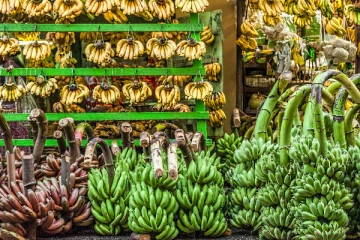 இலங்கையின் பொருளாதாரத்தை உயர்த்தப்போகும் வாழைப்பழம்!