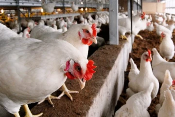 கனடாவின் பல மாகாணங்களில் பரவும் பறவைக்காய்ச்சல்