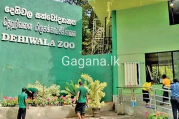 දෙහිවල සත්වෝද්‍යානය ළමුන්ට නොමිලේ නරඹන්න අවස්ථාවක්..