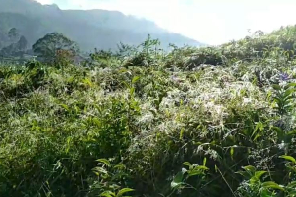 மத்திய மலைநாட்டில் கடும் குளிரான காலநிலை! | Very Cold Weather In Central Highlands மத்திய மலைநாட்டில் கடும் குளிரான காலநிலை! | Very Cold Weather In Central Highlands