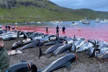 பாரம்பரியம் என்கிற பெயரில் இடம்பெற்ற கொடூரம்; கொன்று குவிக்கப்பட்ட 1500 டால்பின்கள்
