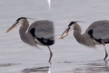 Viral Video: கஷ்டப்பட்டு பிடித்த மீன் இப்படி காணாமல் போயிடுச்சே... வைரலாகும் காட்சி
