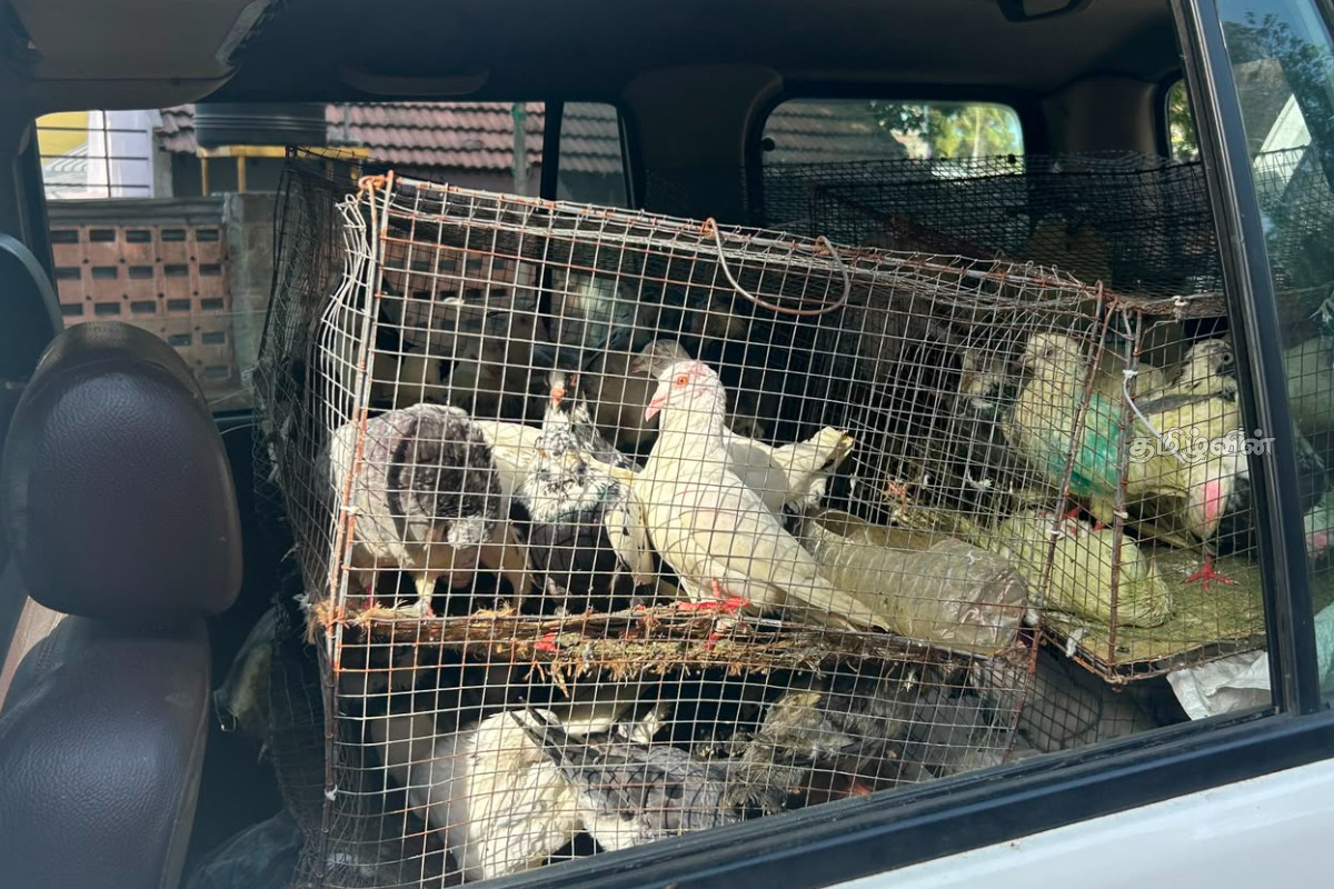 காரில் கொண்டுவரப்பட்ட 120 பந்தய புறாக்கள் பாம்பன் துறைமுகம் அருகே பறிமுதல் | 120 Racing Pigeons Car Seized Near Pamban Port காரில் கொண்டுவரப்பட்ட 120 பந்தய புறாக்கள் பாம்பன் துறைமுகம் அருகே பறிமுதல் | 120 Racing Pigeons Car Seized Near Pamban Port