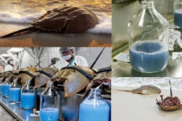 මිනිසුන්ටත් ජවිතය දෙන කකුළුවන් රුධිරය එතරම් වැදගත් වන්නේ ඇයි...?