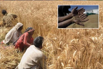 உலகநாடுகளை அச்சுறுத்தும் கோதுமை தட்டுபாடு: விலையேற்றத்தால் திண்டாடும் இந்திய மக்கள்