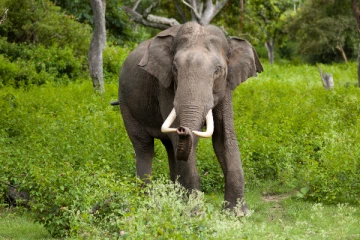 இராணுவ வீரரை காவுவாங்கிய யானை!