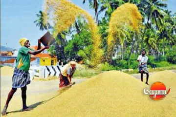 ගොවීන්ට සුබ ආරංචියක් - මේ සතියේ