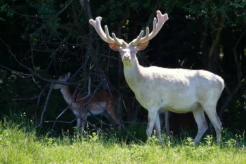 சுவிற்சர்லாந்தில் அபூர்வமான மானிற்கு நேர்ந்த சோகம்!