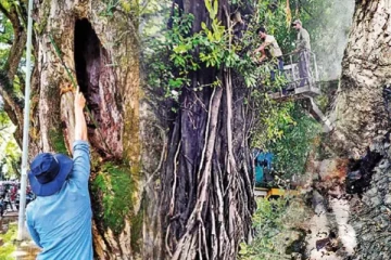 கொழும்பு நகரில் அபாய நிலையில் நூற்றுக்கணக்கான மரங்கள்