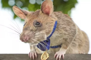 71 கண்ணிவெடி; 38 வெடிப்பொருட்களை கண்டுபிடித்து அசத்திய எலி உயிரிழந்தது