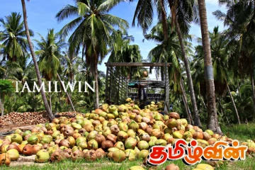 தேங்காய் ஏற்றுமதி செய்யும் தேசிய மக்கள் சக்தியின் ஆளுநர்