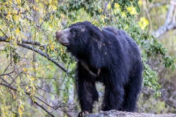 கரடி தாக்குதலுக்கு இலக்காகி மூவர் படுகாயம்