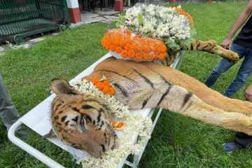 உலகின் மிக வயதான புலி மரணம்., இந்தியா அஞ்சலி...