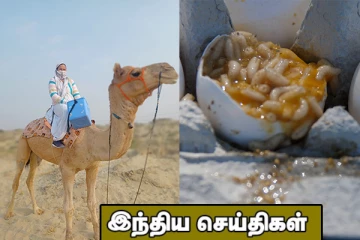 சத்துணவு முட்டையில் மிதந்த புழுக்கள்! ஒட்டகத்தில் பயணம் செய்து தடுப்பூசி போட்ட செவிலியர்..இந்திய செய்திகள்