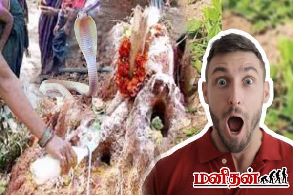 பாம்பு புற்றில் பால் ஊற்றுவதற்கு இது தான் காரணமா? | Why Is Milk Offered To Snakes