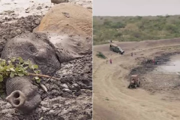 அந்த மனசுதான்  சார்.. இரண்டு நாட்களாக சேற்றில் சிக்கிய யானைகள் - காப்பாற்றிய ஆர்வலர்கள்