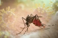 ඩෙංගු මරණ සංඛ්‍යාව 63 දක්වා ඉහළට