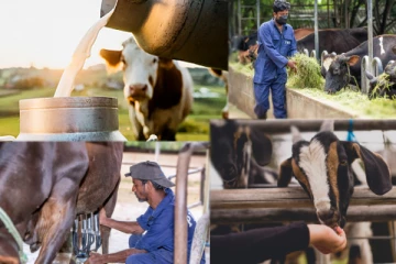 பால், இறைச்சி உற்பத்தியை அதிகரிக்க புதிய வகை கால்நடைகள் அறிமுகம்!