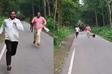 புலிகள் சரணாலயத்தில் செல்ஃபி - துரத்திய யானை கூட்டம்