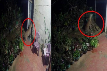 வீடுகளுக்கு வரும் சிறுத்தை புலிகள்-அச்சத்தில் கிராம மக்கள்