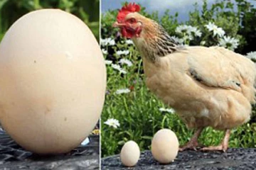 மாம்பழம் அளவு பெரிய முட்டையிட்ட கோழி! கனடாவில் அதிசயம்