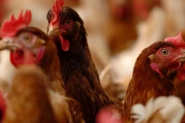 இங்கிலாந்தில் பரவிவரும் பறவைக்காய்ச்சல்: கட்டுப்பாடுகள் விதிப்பு