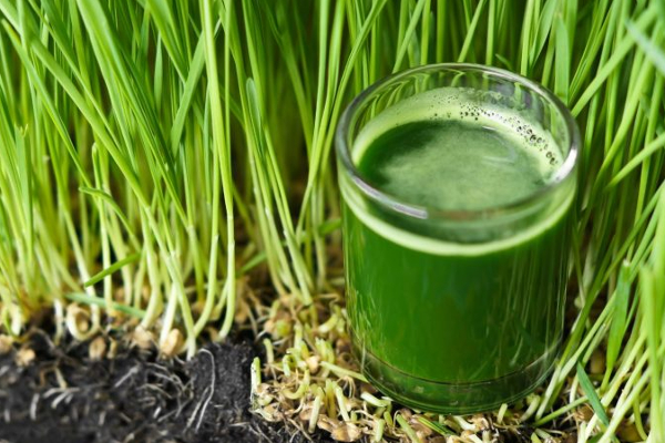 கழிவுகளை 5 நிமிடத்தில் அடித்து விரட்டும் கோதுமை புல் ஜூஸ்! | Wheatgrass Juice