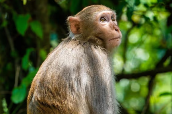 20 நாள் குழந்தையை கிணற்றில் வீசிய குரங்கு - உயிரை காப்பாற்றிய டயாப்பர் | Monkey Throws Baby Girl Into Well Diaper Saved Her 20 நாள் குழந்தையை கிணற்றில் வீசிய குரங்கு - உயிரை காப்பாற்றிய டயாப்பர் | Monkey Throws Baby Girl Into Well Diaper Saved Her