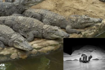 40 முதலைகளிடம் சிக்கிய முதியவர்- துண்டு துண்டாக உடலை வெட்டி தின்ற அதிர்ச்சி சம்பவம்