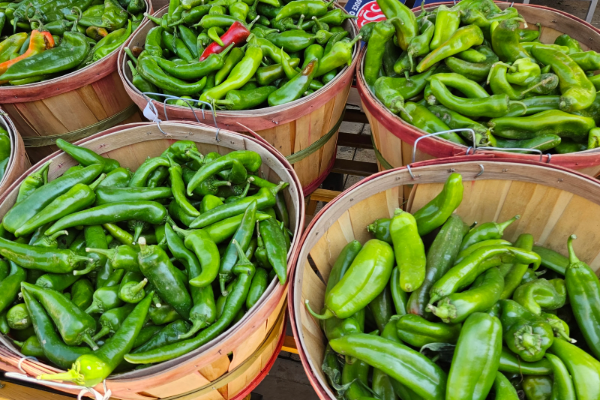 இலங்கையில் எகிறபோகும் பச்சை மிளகாய் விலை! | Price Of Green Chilies Skyrocket In Sri Lanka