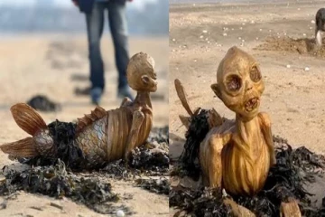 இங்கிலாந்து கடற்கரையில் காண்போரை வியப்பில் ஆழ்த்திய மர்ம உயிரினம்