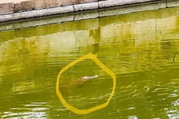 ඓතිහාසික කුට්ටම් පොකුණේ කිඹුලෙක් - සංචාරකයින්ට දැනුම්දීමක්.