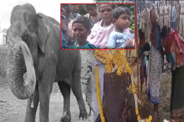 கேரளாவில் 23 பேரை கொன்ற மூர்த்தி யானை; அரவணைத்த முதுமலை - உடல்நலக்குறைவால் உயிரிழப்பு!