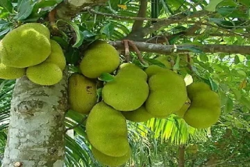 காடுகளில் விளையும் பலாப்பழங்கள் -  அமைச்சர் விடுத்த உத்தரவு