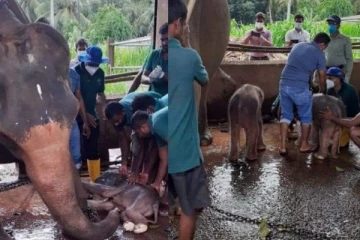 இலங்கை வரலாற்றில் முதல்முறை: இரட்டை குட்டிகளை ஈன்ற யானை! அழகிய புகைப்படங்கள்