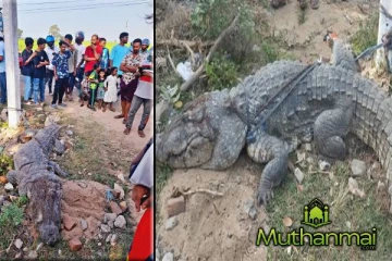 அம்பாறையில் வைத்தியசாலைக்குள் புகுந்த இராட்சத முதலை