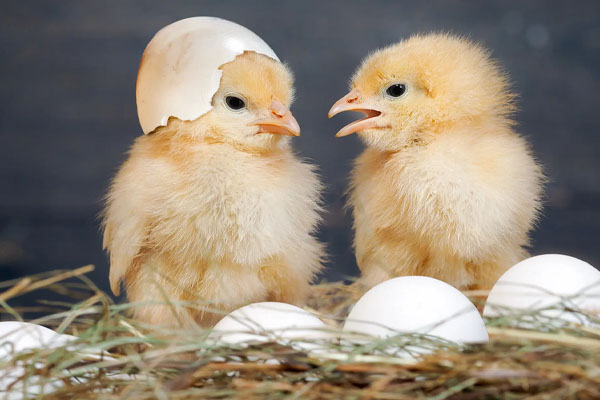 முட்டை மற்றும் கோழி இறைச்சி விலை குறைக்கப்படுமா? | Will The Price Of Eggs And Poultry Be Reduced