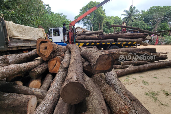 கடத்தப்பட்ட 30 இலட்சம் பெறுமதியான மரக்குற்றிகள் மீட்பு | 3 Million Worth Of Smuggled Timber Recovered