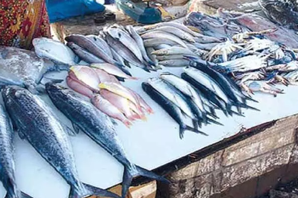 இலங்கையில் உயருகிறதா மீன் விலை! | Is The Price Of Fish Rising In Sri Lanka